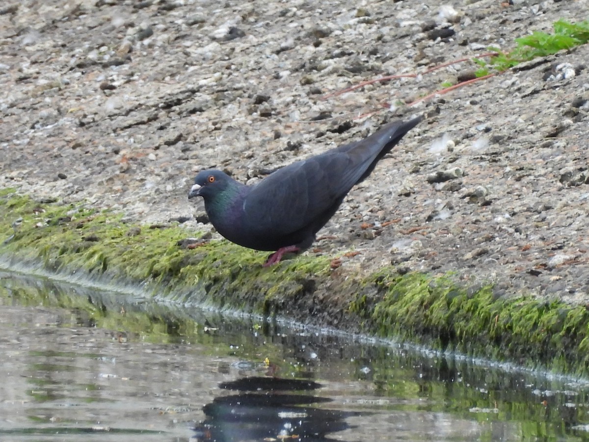 Rock Pigeon (Feral Pigeon) - Mark Stevens