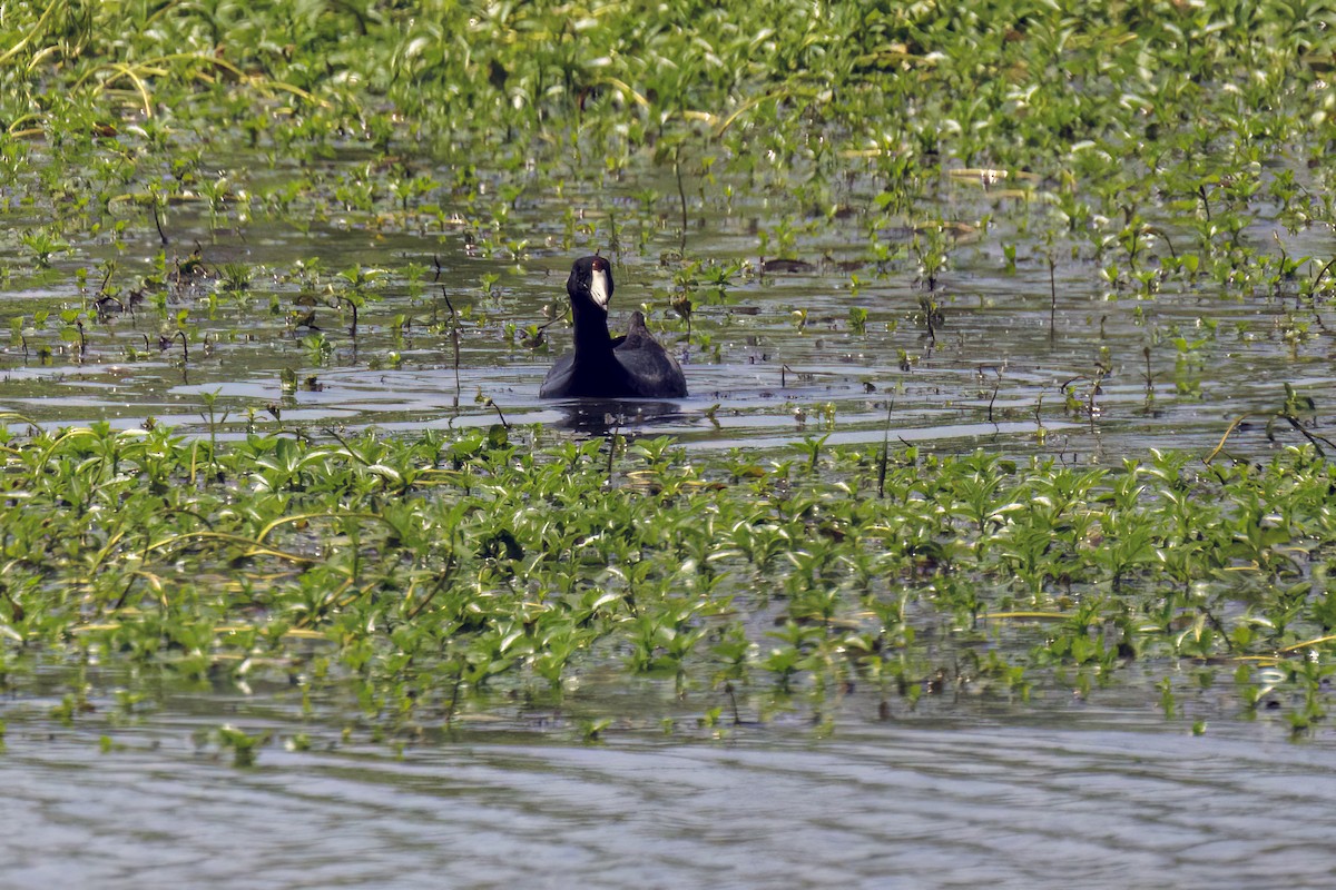 American Coot - ML619153634