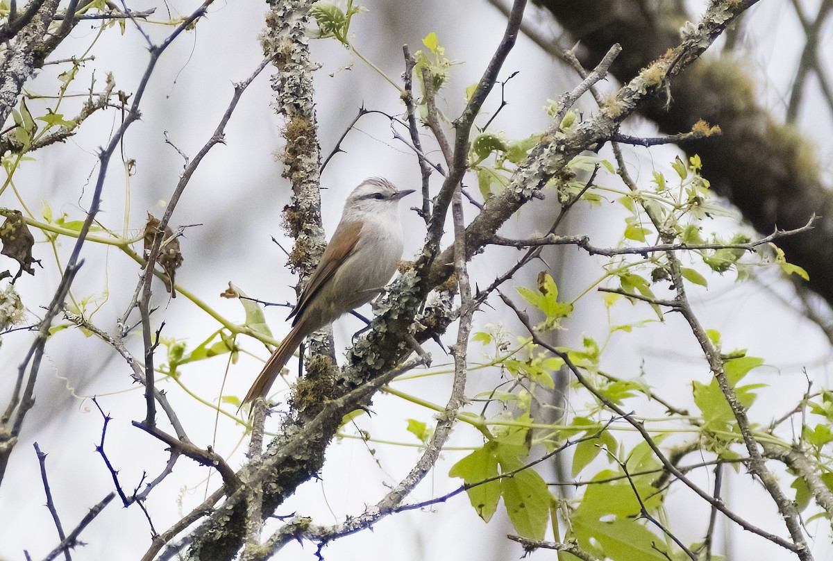 Stripe-crowned Spinetail - Giselle Mangini
