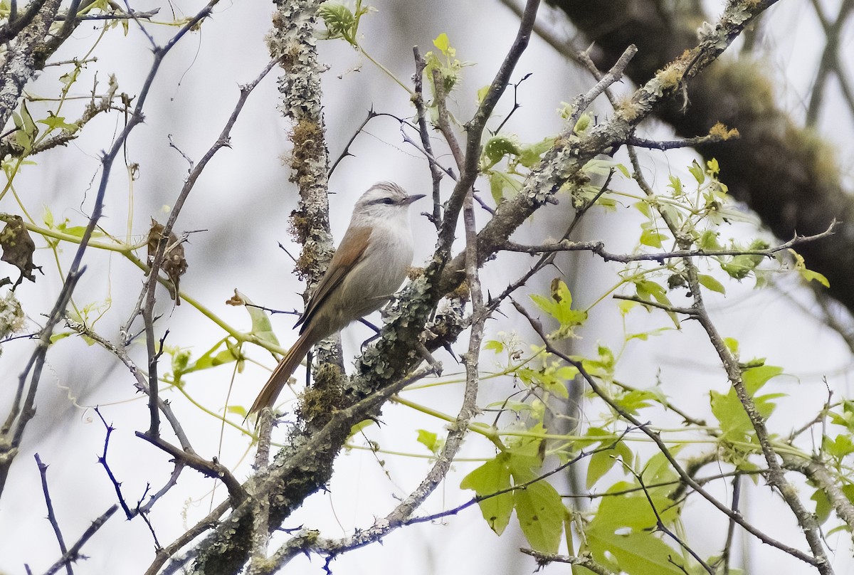 Stripe-crowned Spinetail - ML619153640