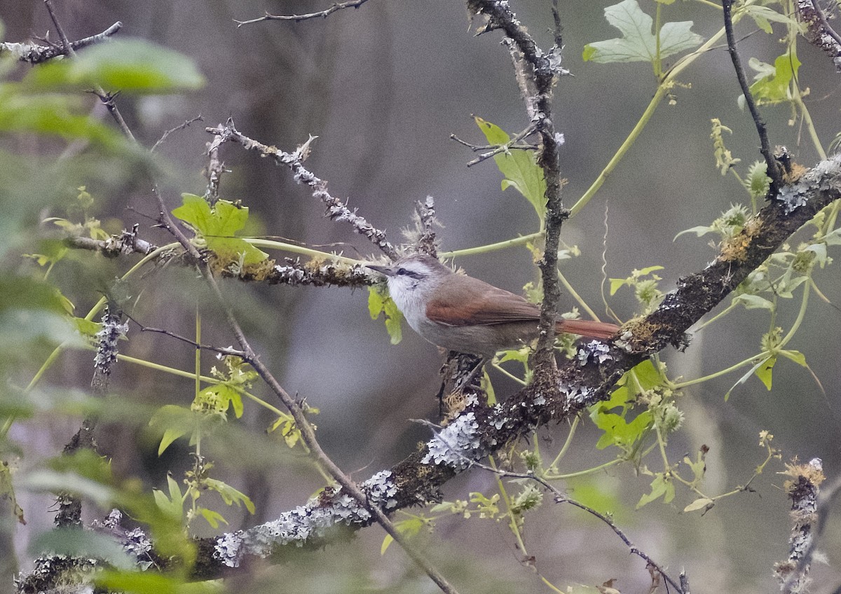 Stripe-crowned Spinetail - Giselle Mangini