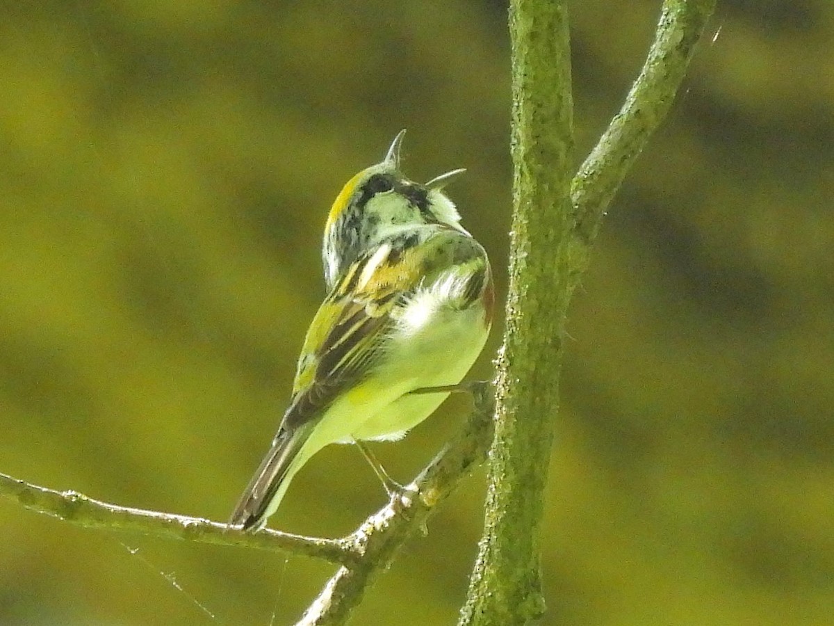 Chestnut-sided Warbler - Bill Nolting