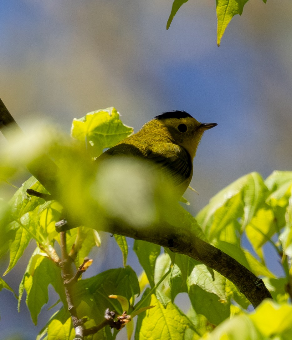 Wilson's Warbler - Pam Geiger