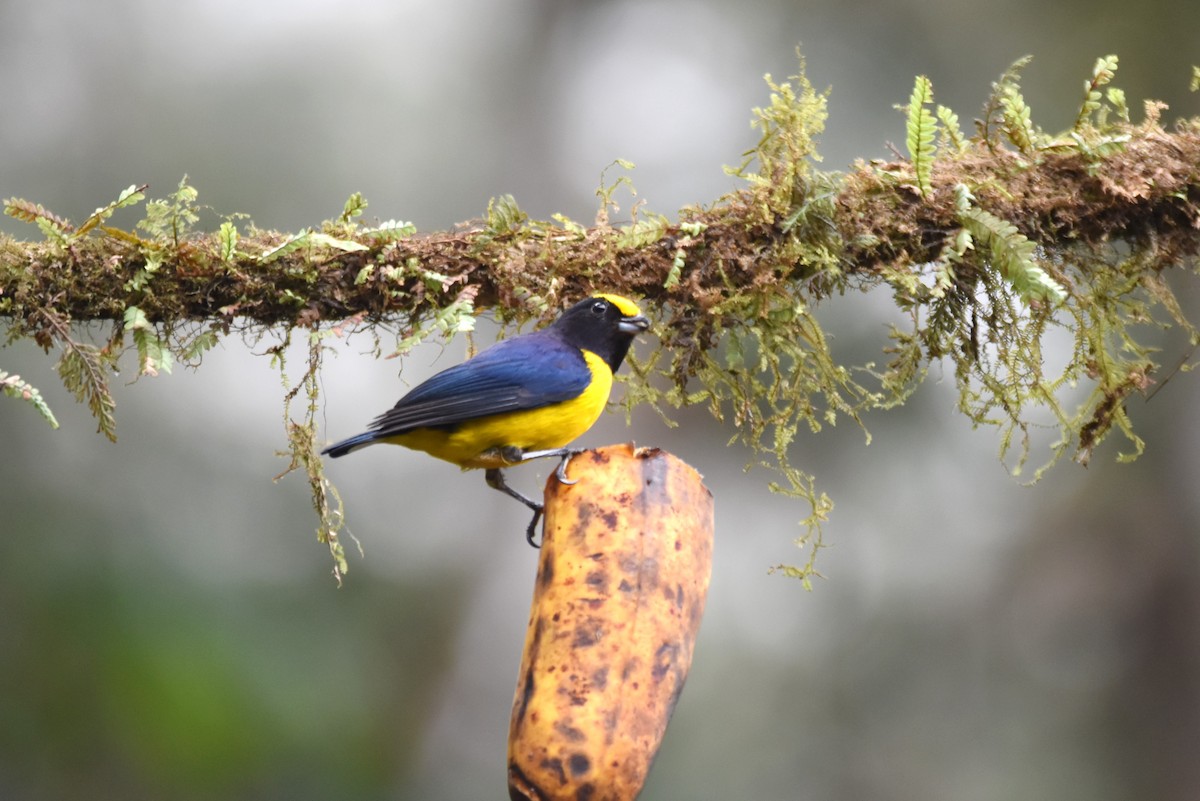 Orange-bellied Euphonia - irina shulgina