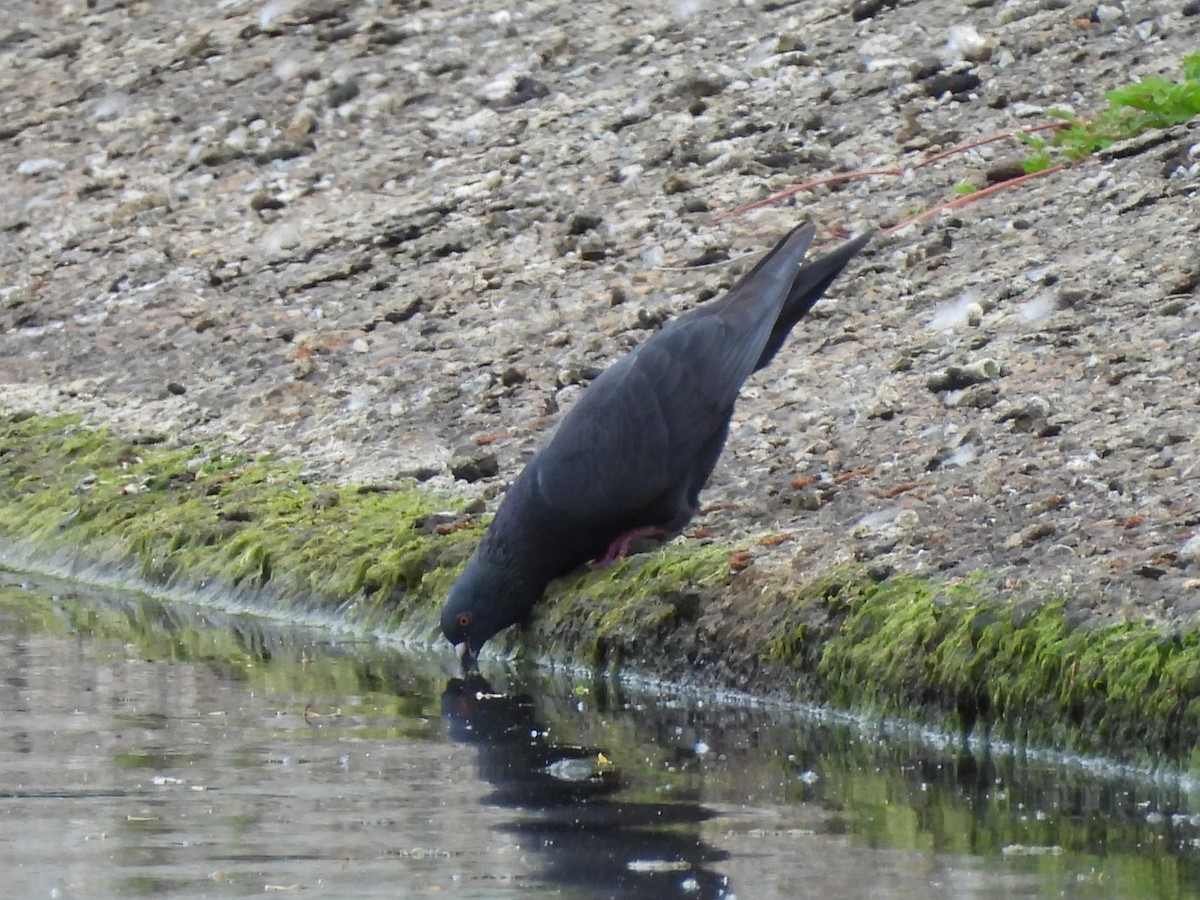 Rock Pigeon (Feral Pigeon) - ML619153685