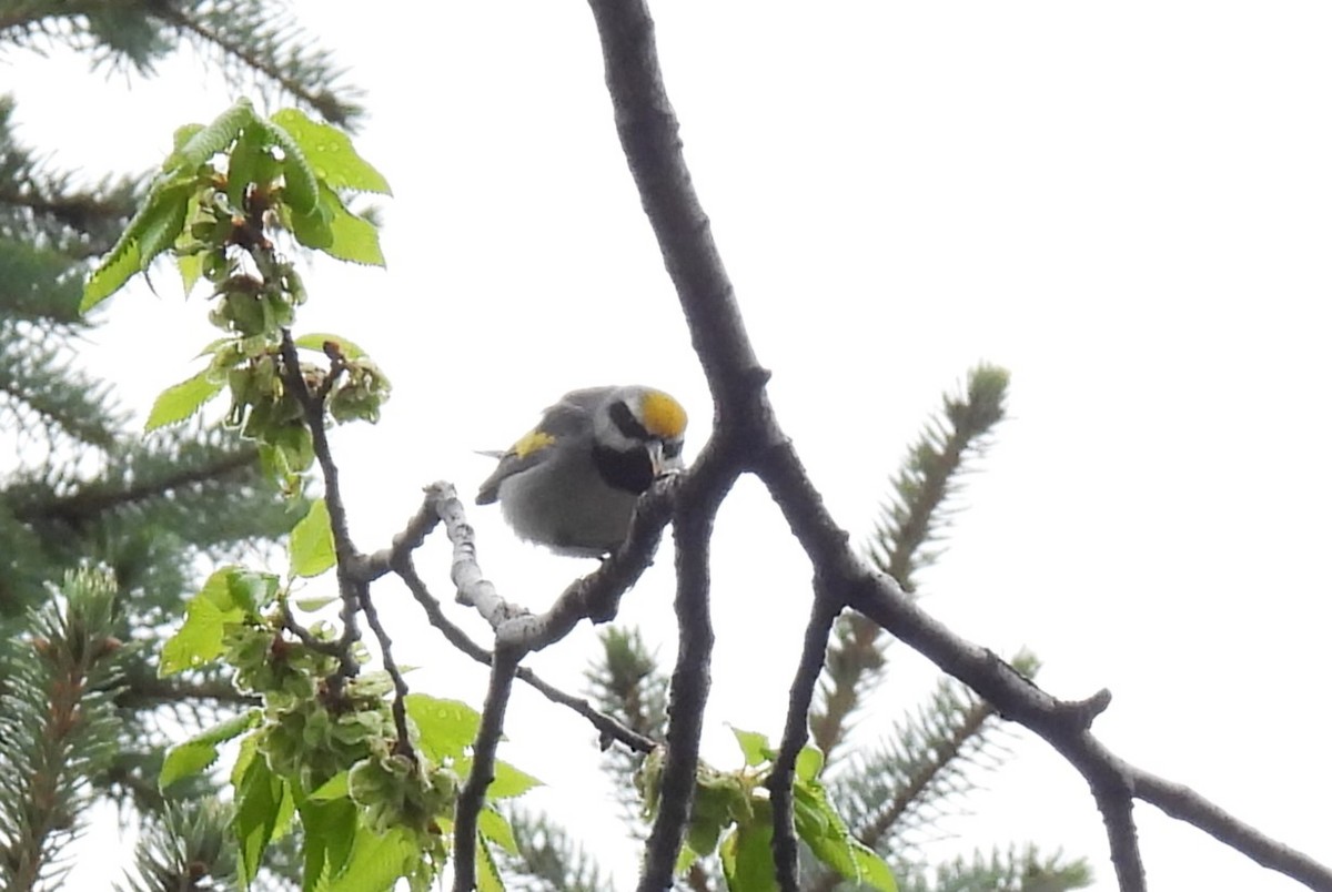 Golden-winged Warbler - Jan Bradley