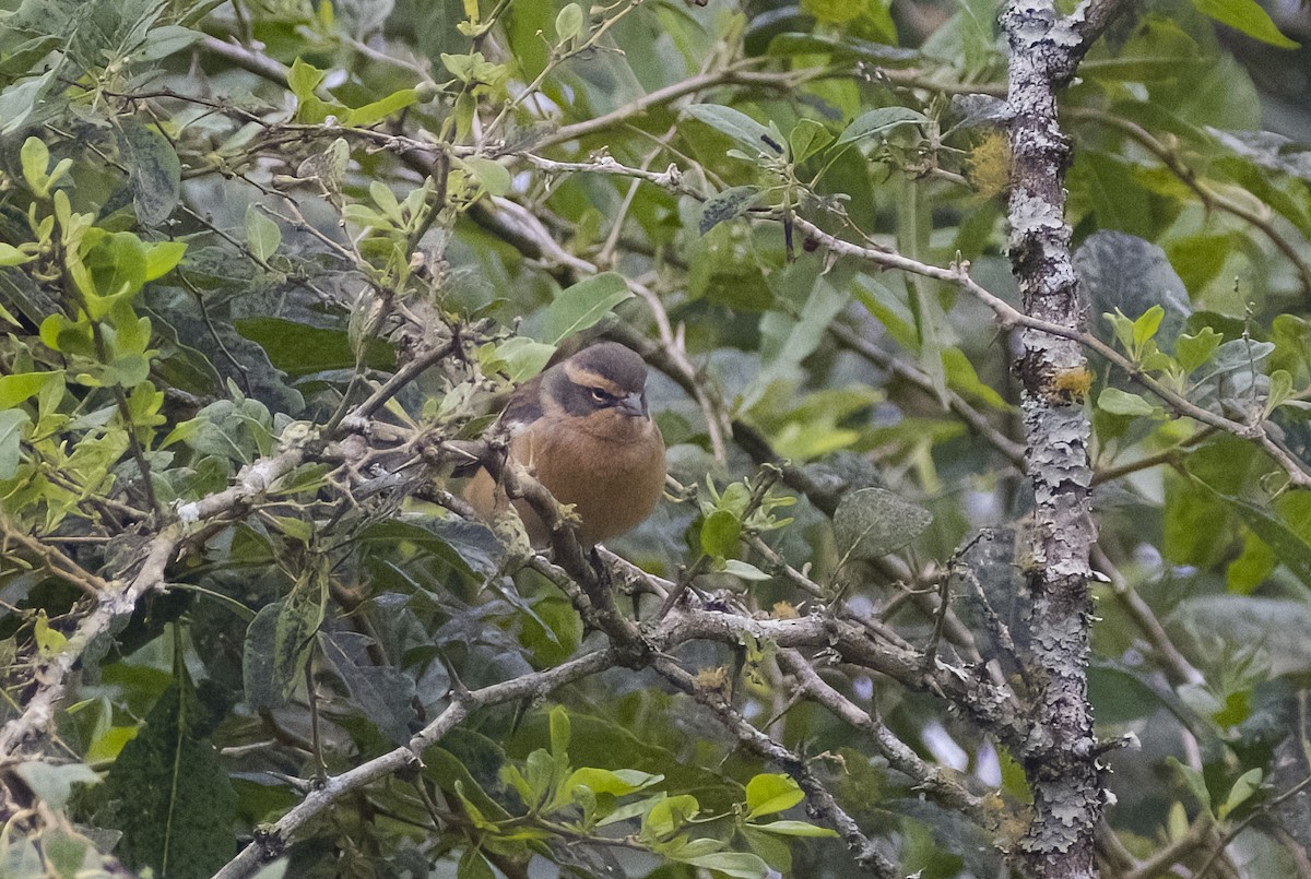 Cinnamon Warbling Finch - ML619153696