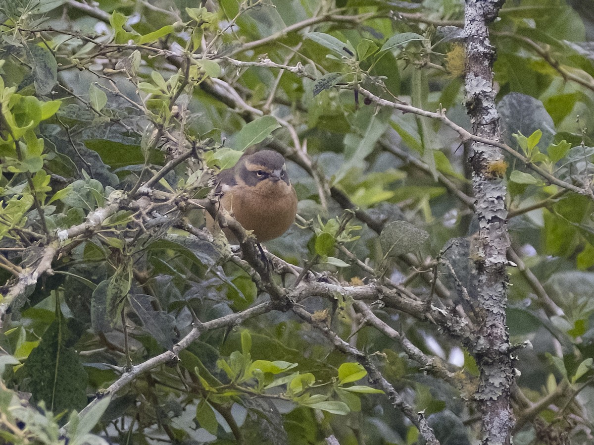 Cinnamon Warbling Finch - ML619153698