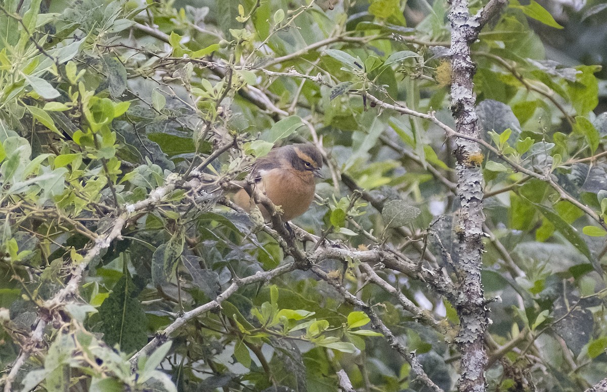 Cinnamon Warbling Finch - ML619153700