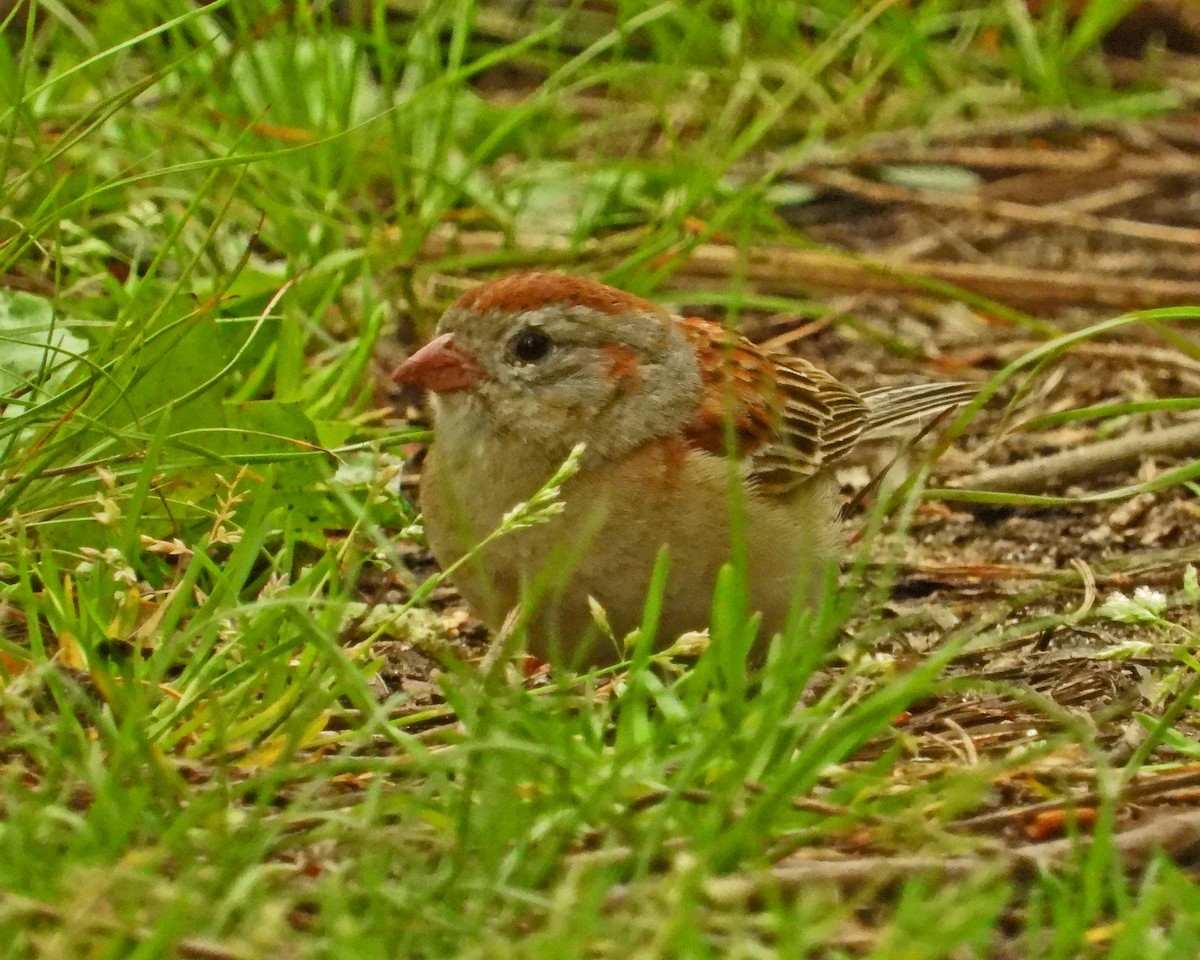 Field Sparrow - Aubrey Merrill