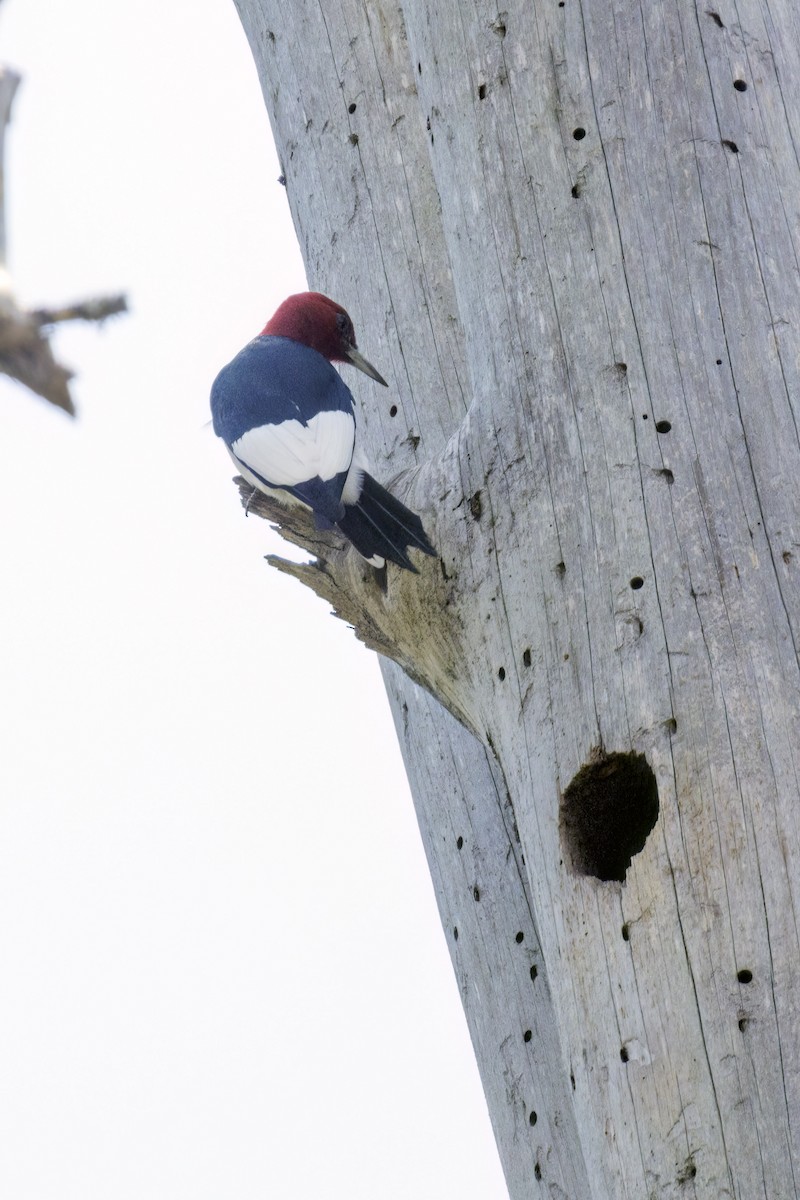 Red-headed Woodpecker - Dennis Miller