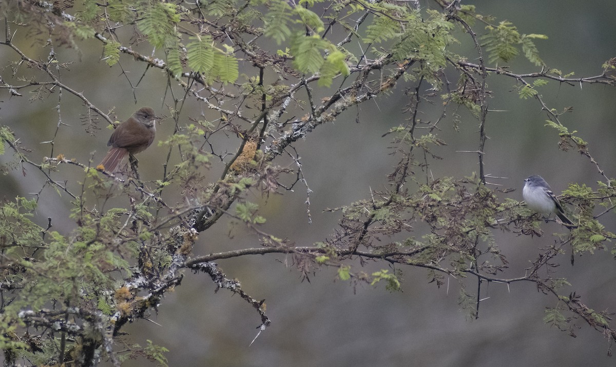 Sooty-fronted Spinetail - Giselle Mangini