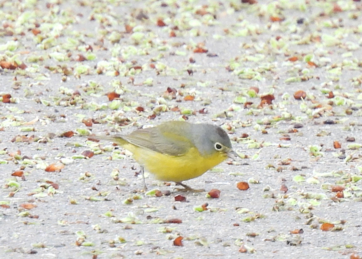 Nashville Warbler - Jan Bradley