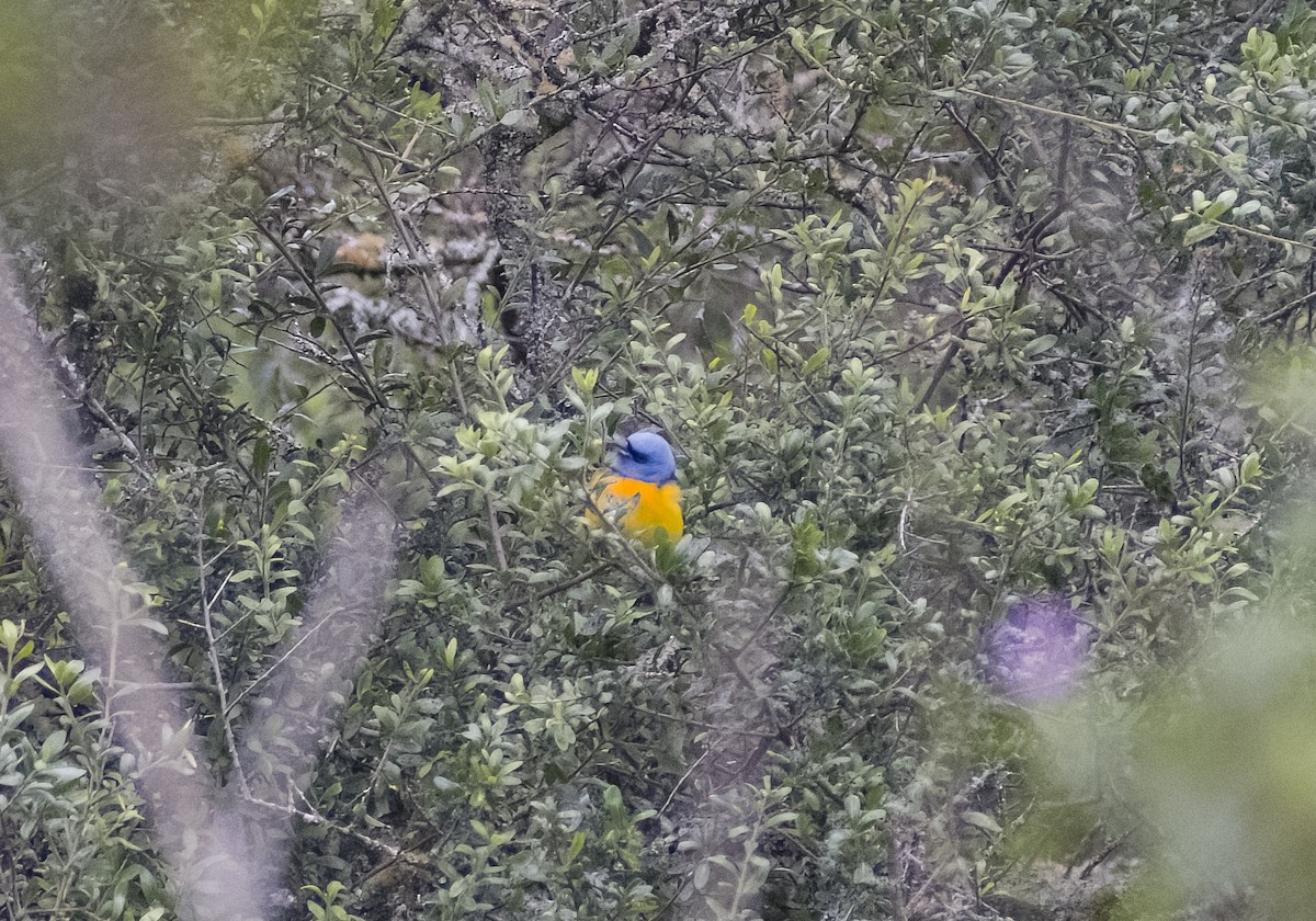 Blue-and-yellow Tanager - Giselle Mangini