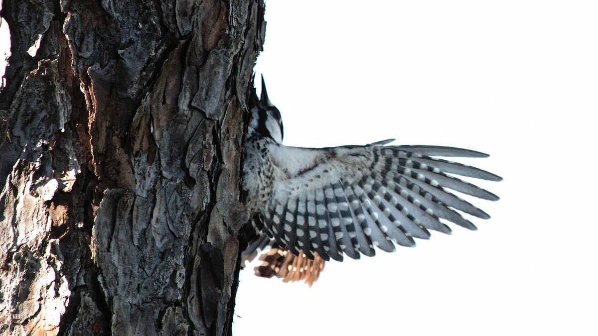 Red-cockaded Woodpecker - Gary and Judy Streeter