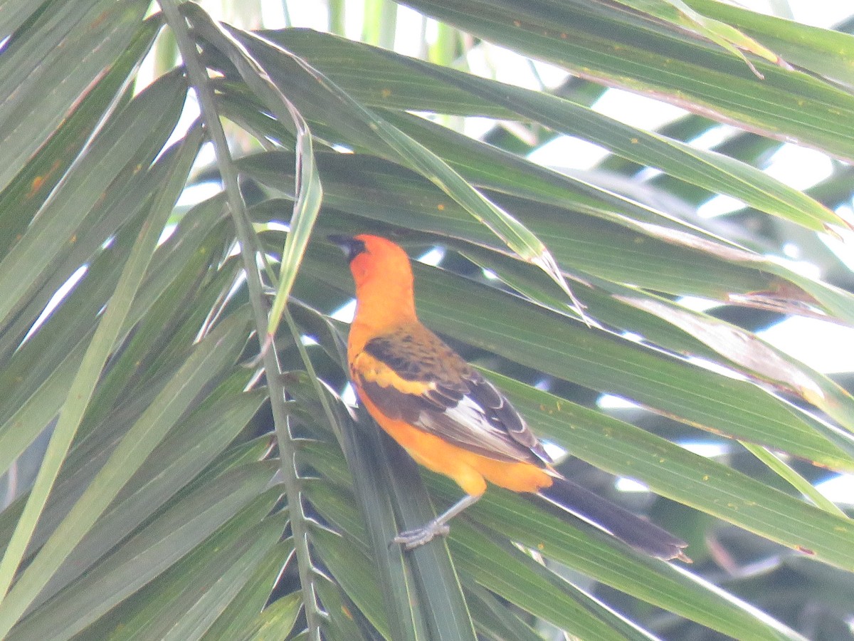 Spot-breasted Oriole - Val Landwehr