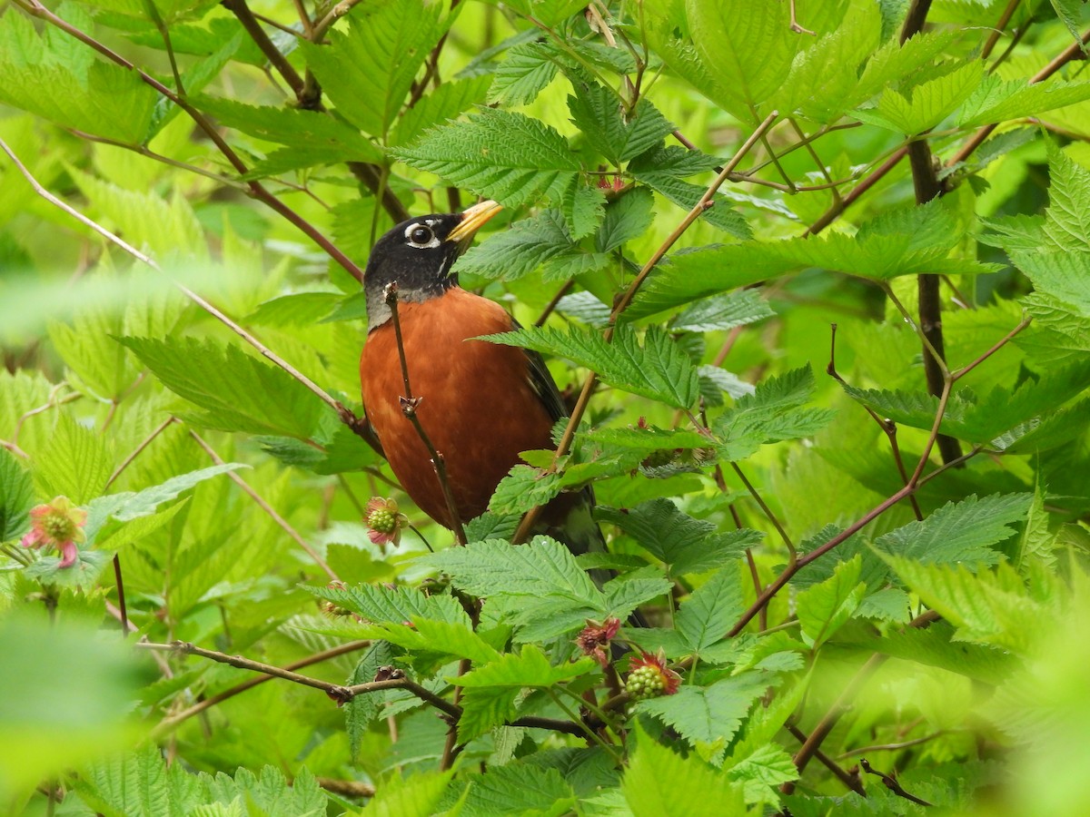 American Robin - Mark Stevens