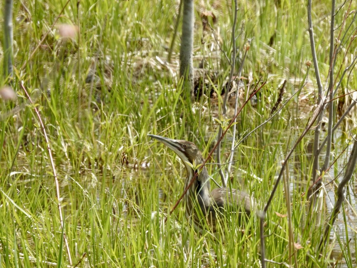 American Bittern - ML619153809
