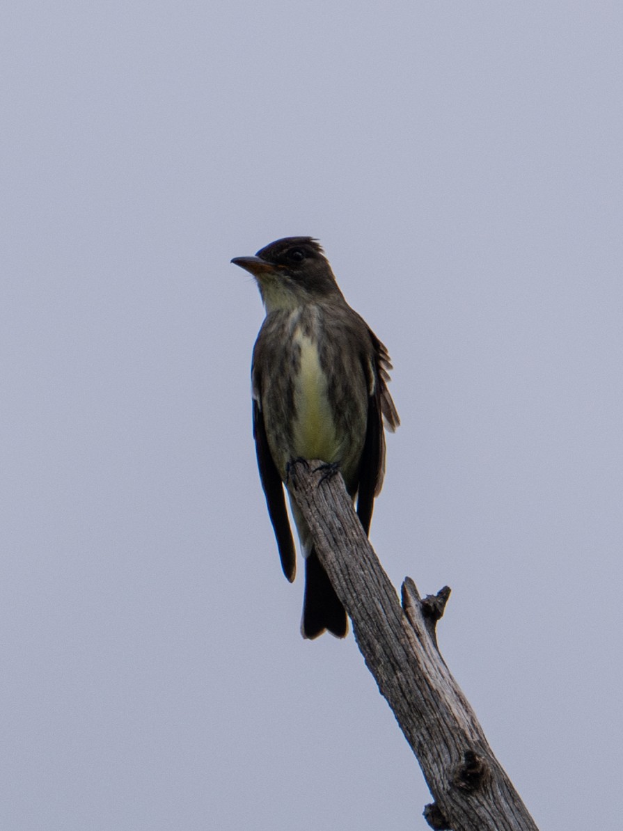 Olive-sided Flycatcher - Dustin Wrolstad