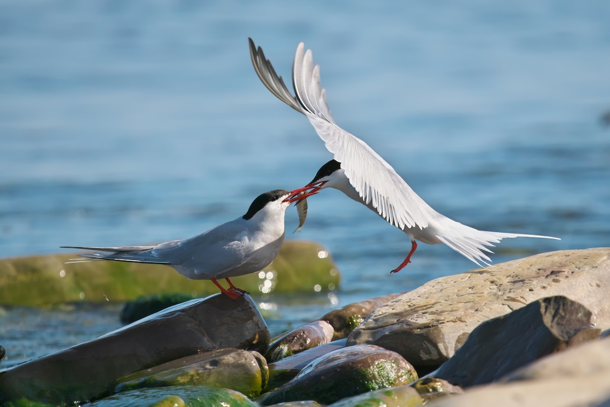 Common Tern - Gavin Edmondstone