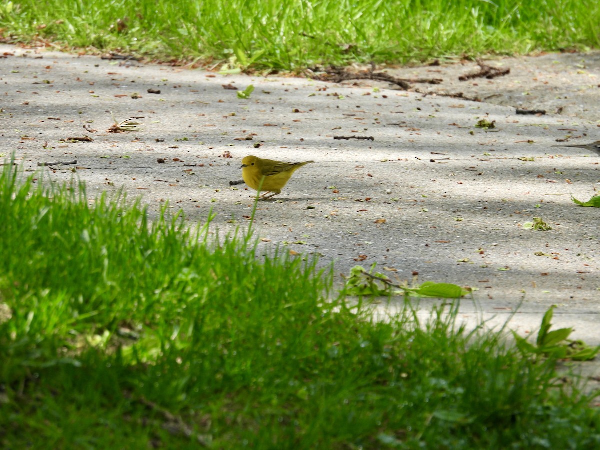 Yellow Warbler - Moira Swinton