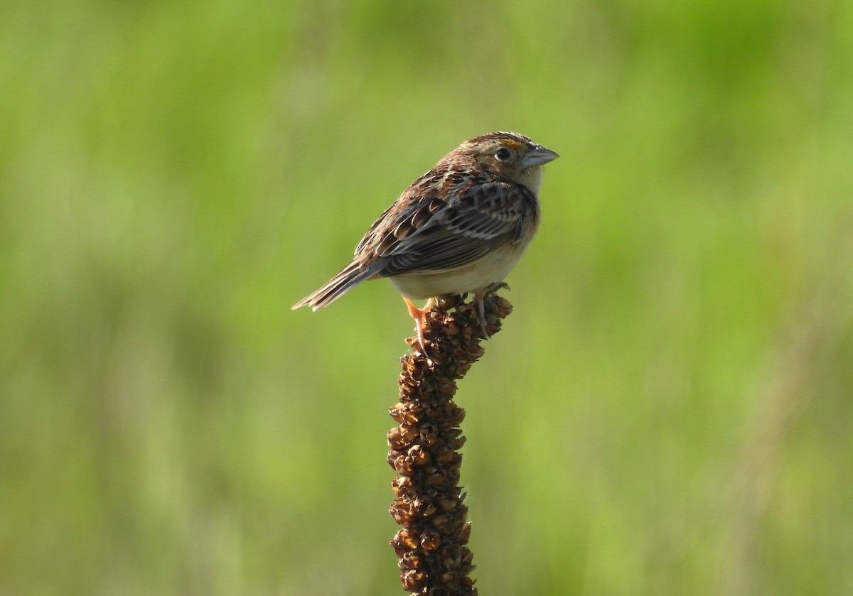 Grasshopper Sparrow - Glenn Hodgkins