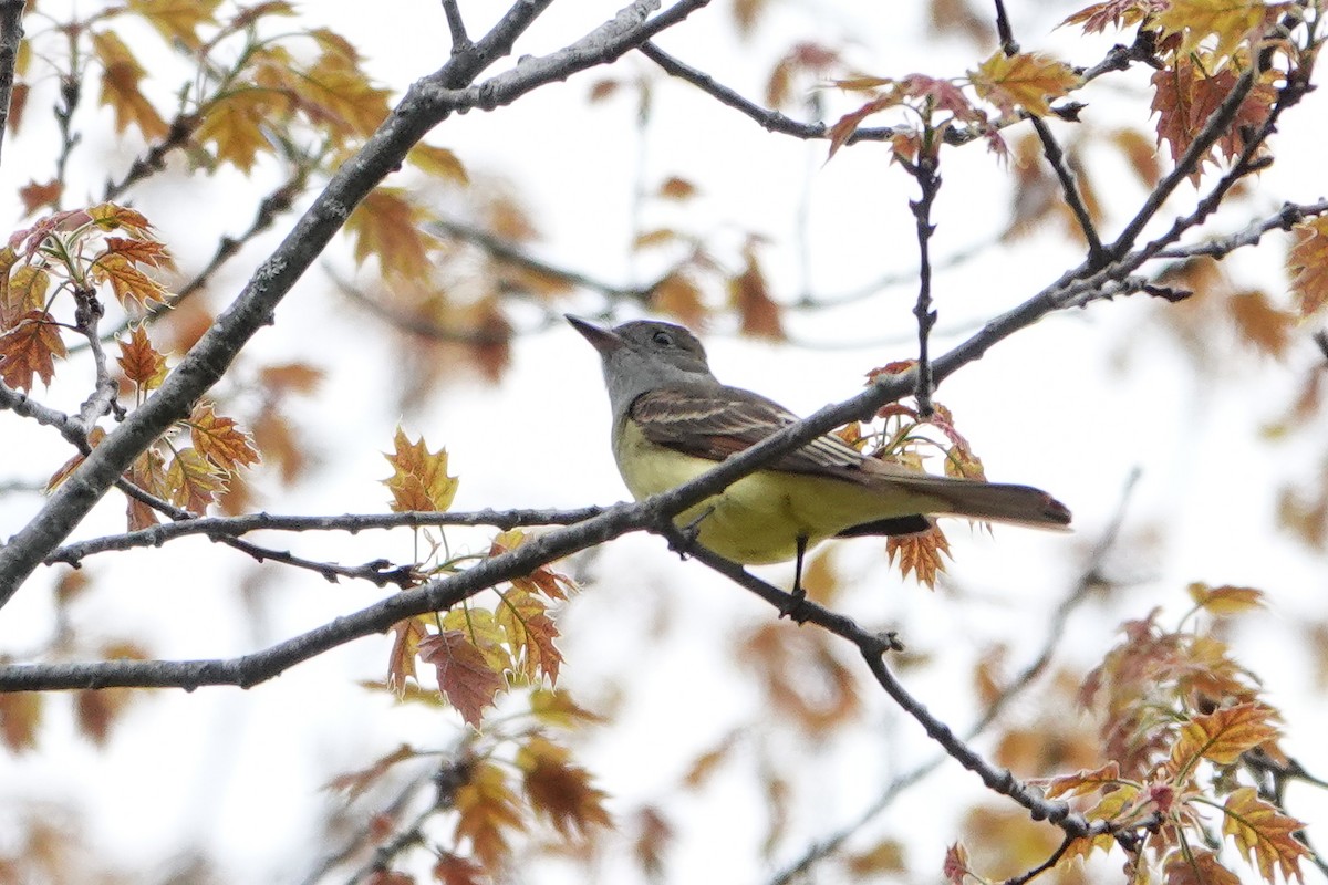 Great Crested Flycatcher - ML619153854