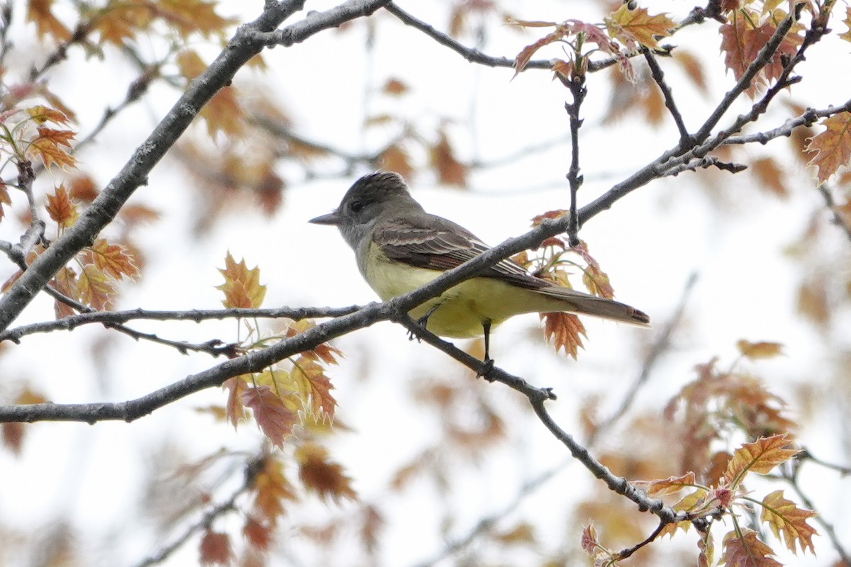 Great Crested Flycatcher - Michelle Wainer