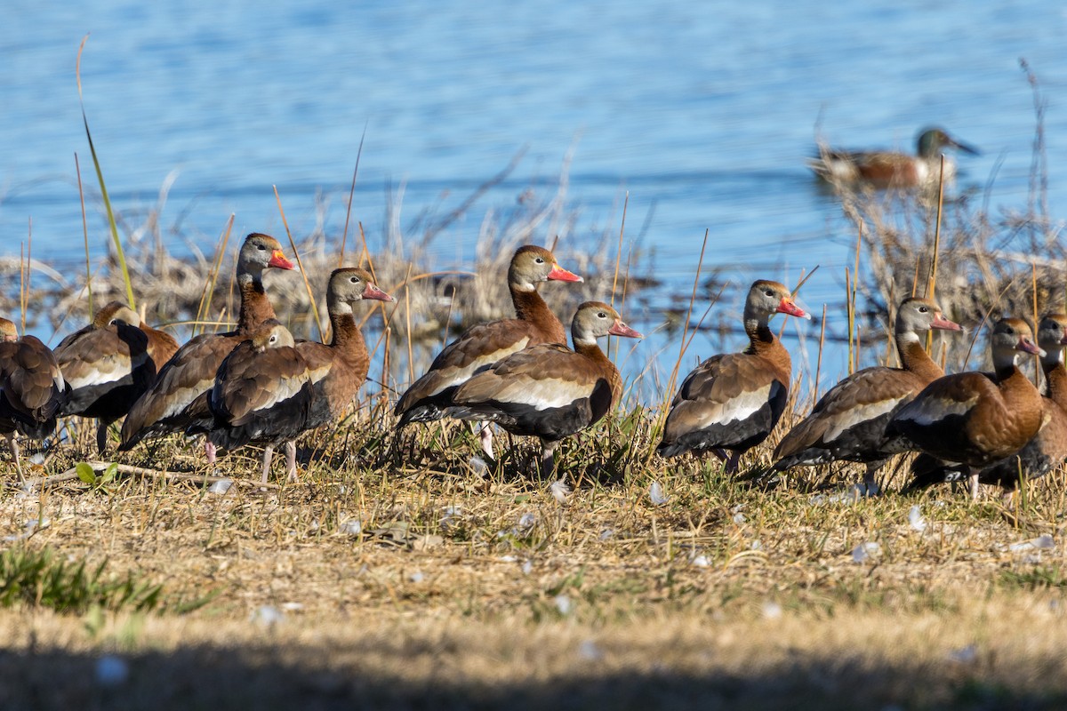 Black-bellied Whistling-Duck - Marshall Breedlove