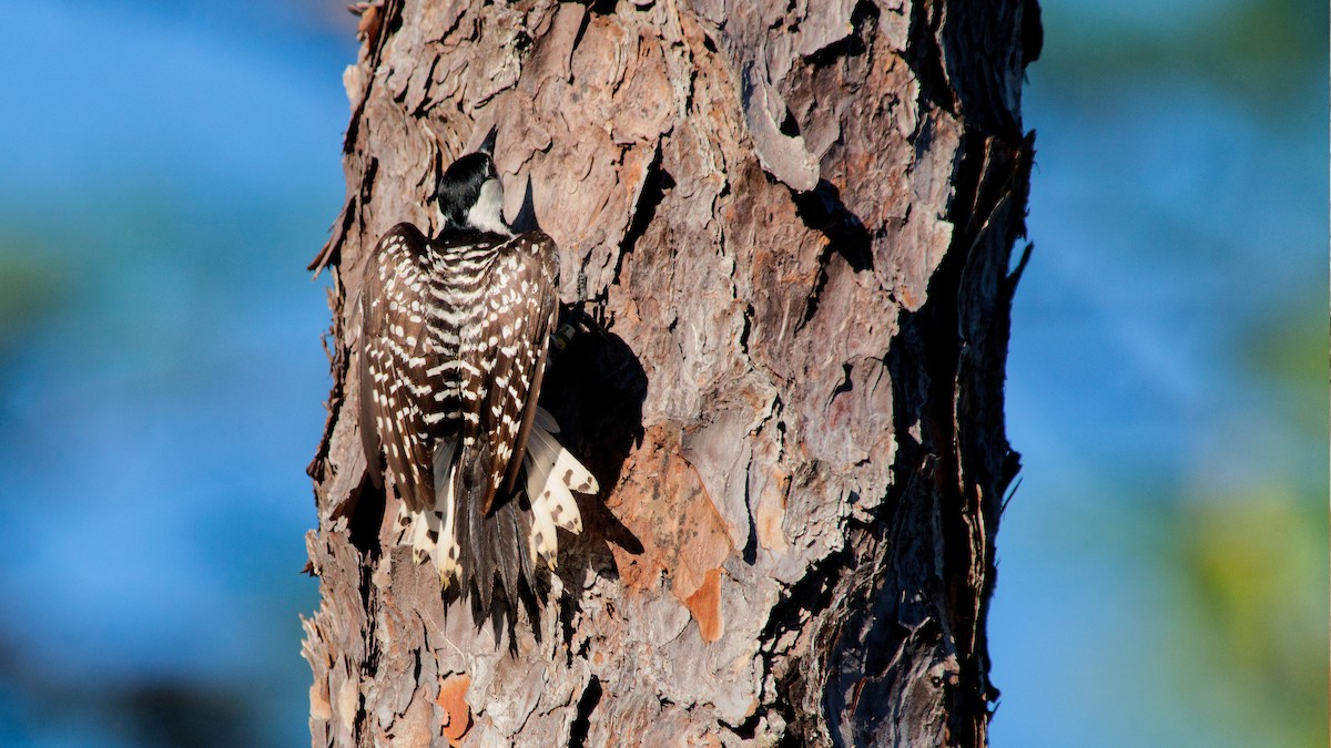 Red-cockaded Woodpecker - Gary and Judy Streeter