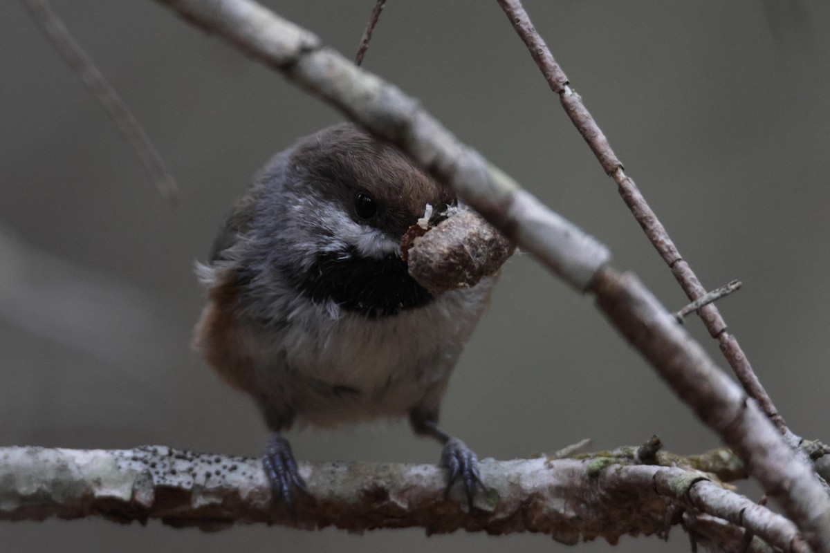 Boreal Chickadee - Tom Kolean