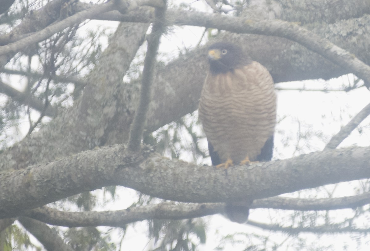 Roadside Hawk - Giselle Mangini