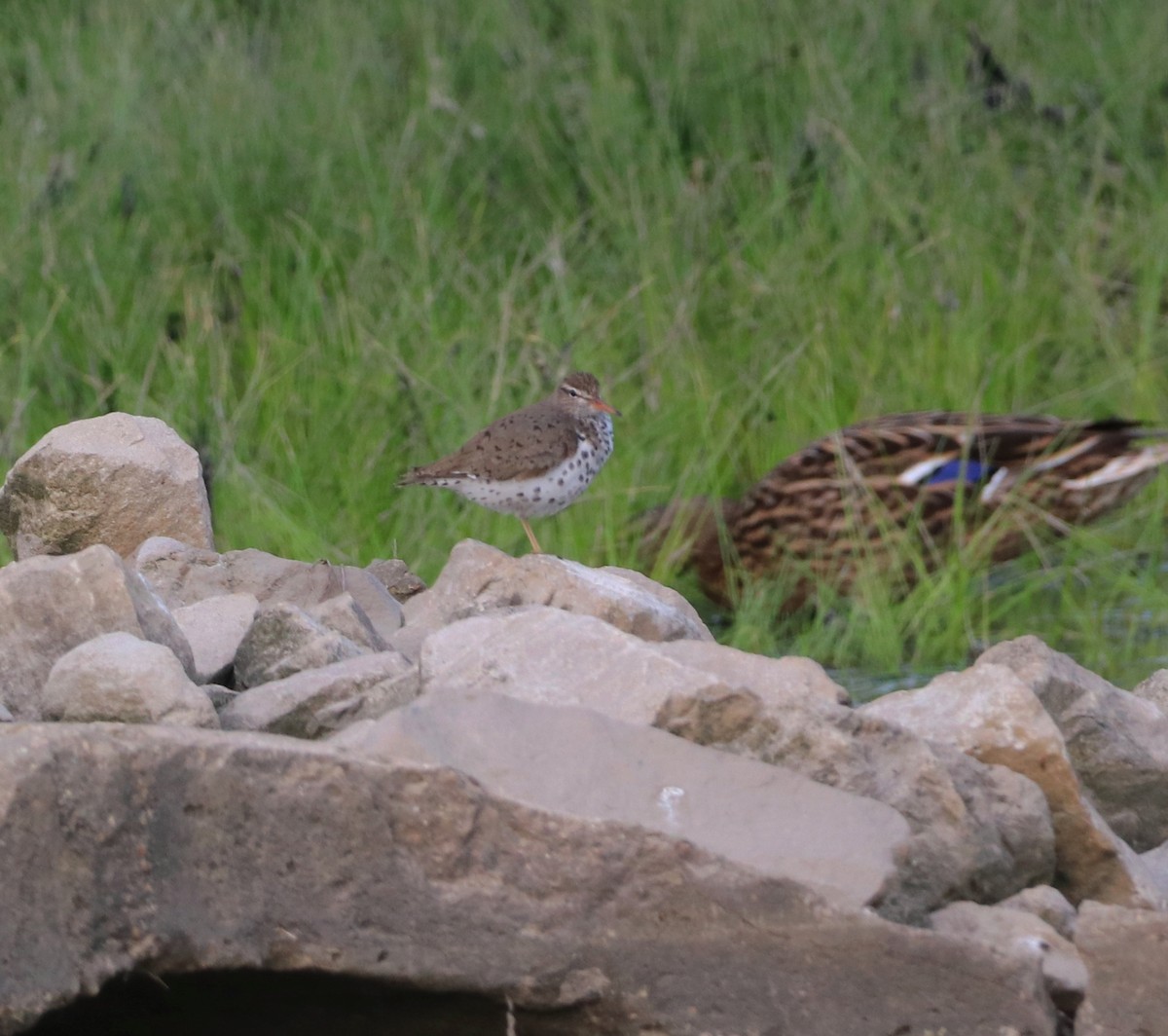 Spotted Sandpiper - ML619153975