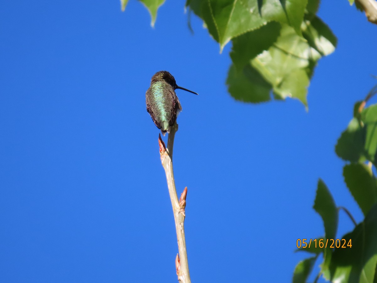 Broad-tailed Hummingbird - Debra Bogar