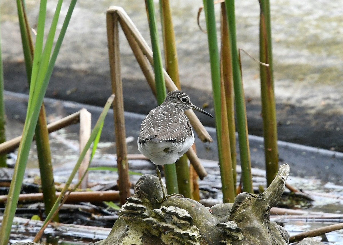 Solitary Sandpiper - ML619154003