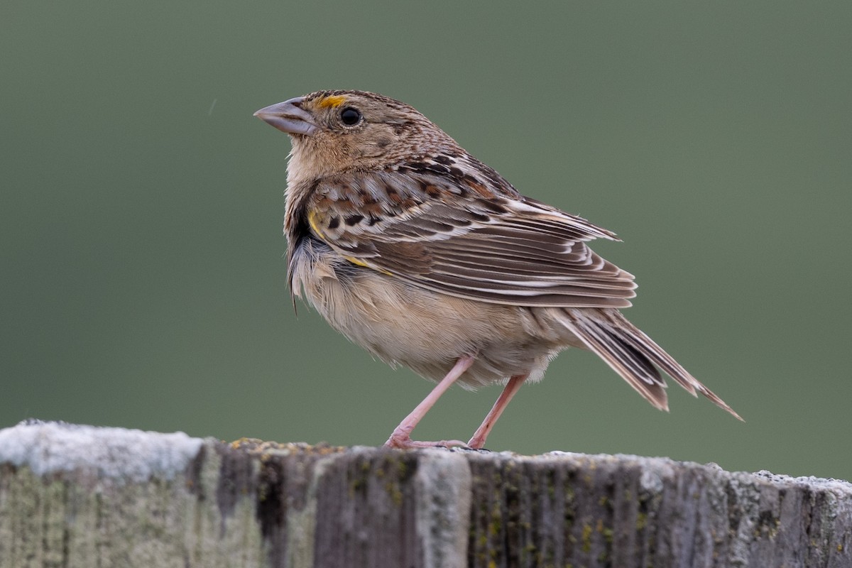 Grasshopper Sparrow - Tom Hambleton