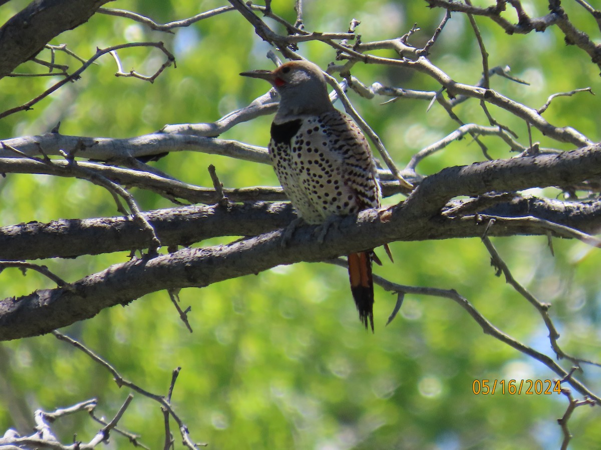 Northern Flicker - ML619154036