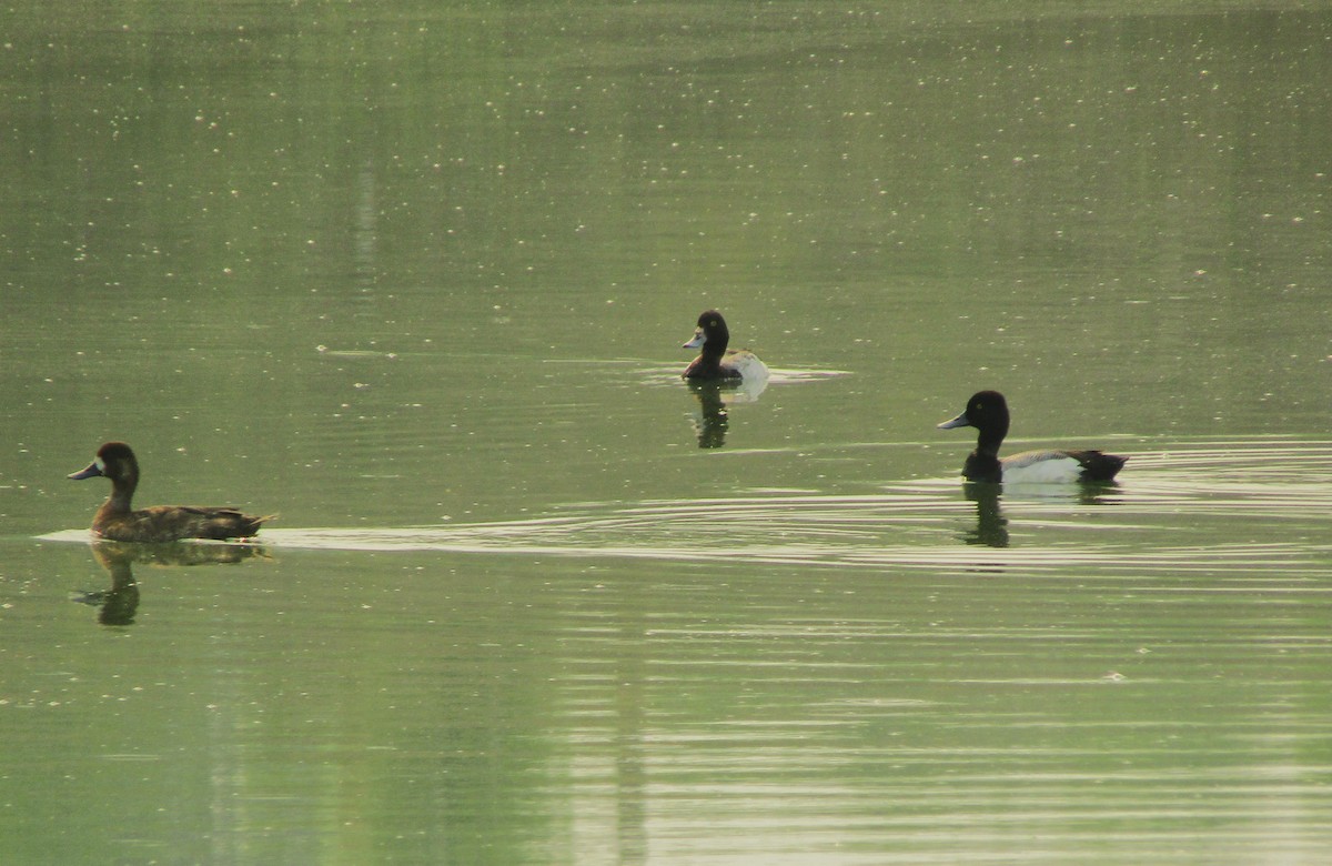 Lesser Scaup - ML619154049