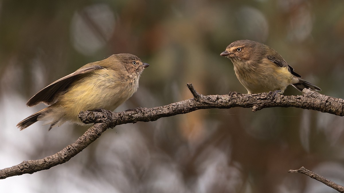 Weebill - John  Van Doorn