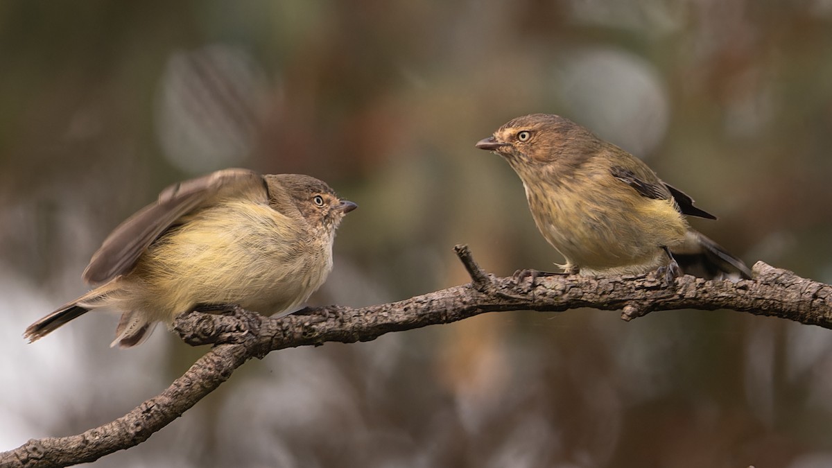 Weebill - John  Van Doorn