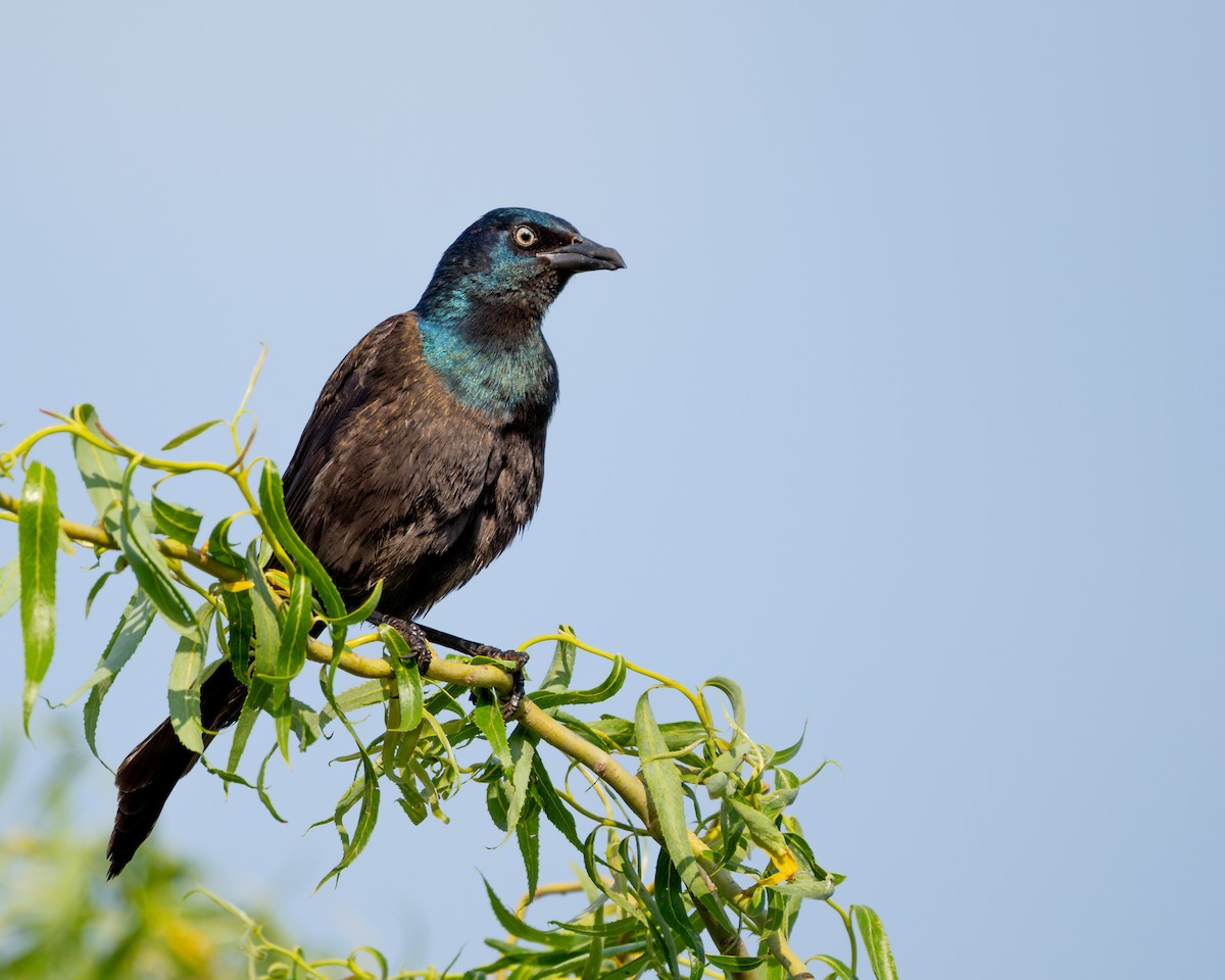 Common Grackle - Dori Eldridge