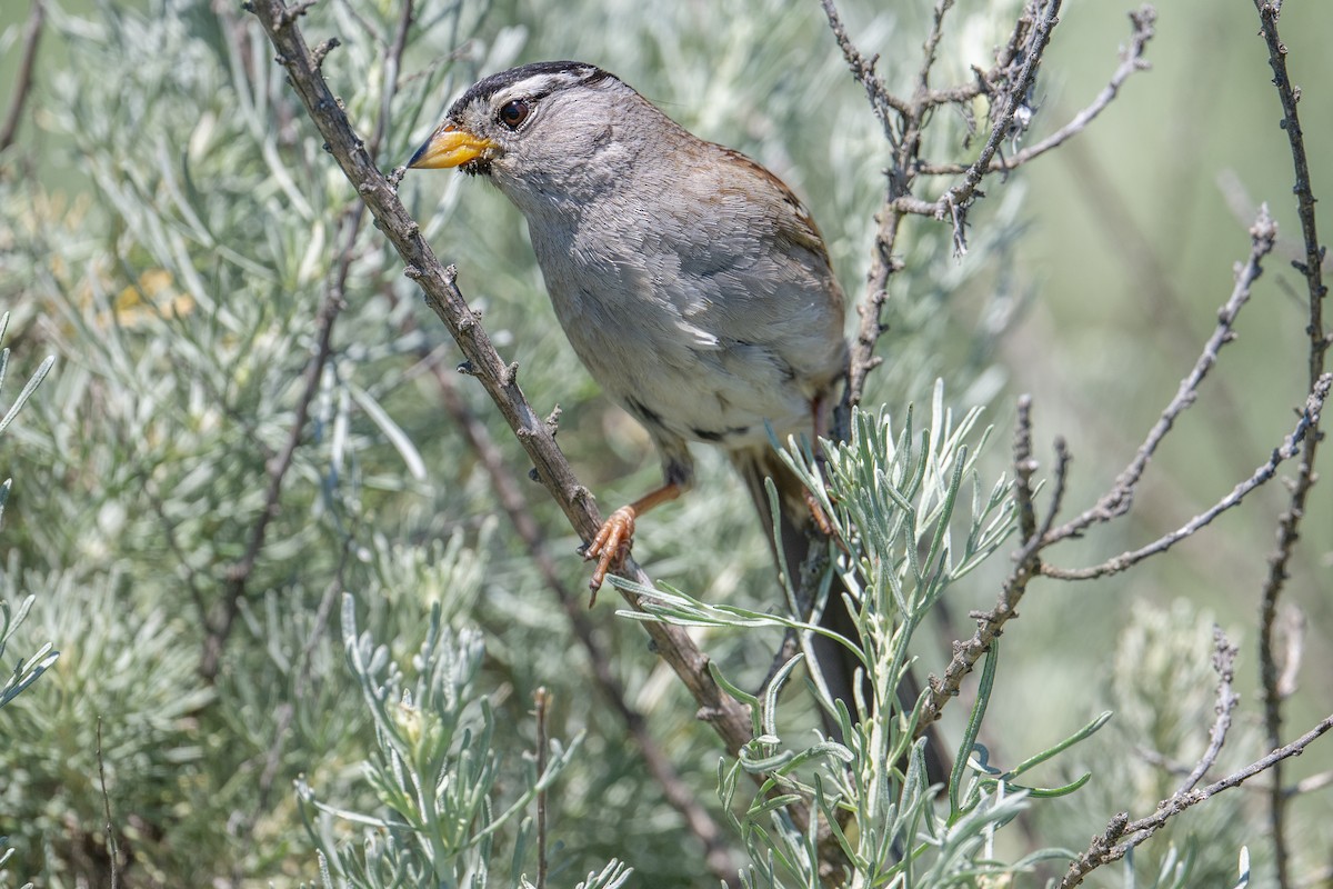 White-crowned Sparrow (nuttalli) - Karen Kreiger