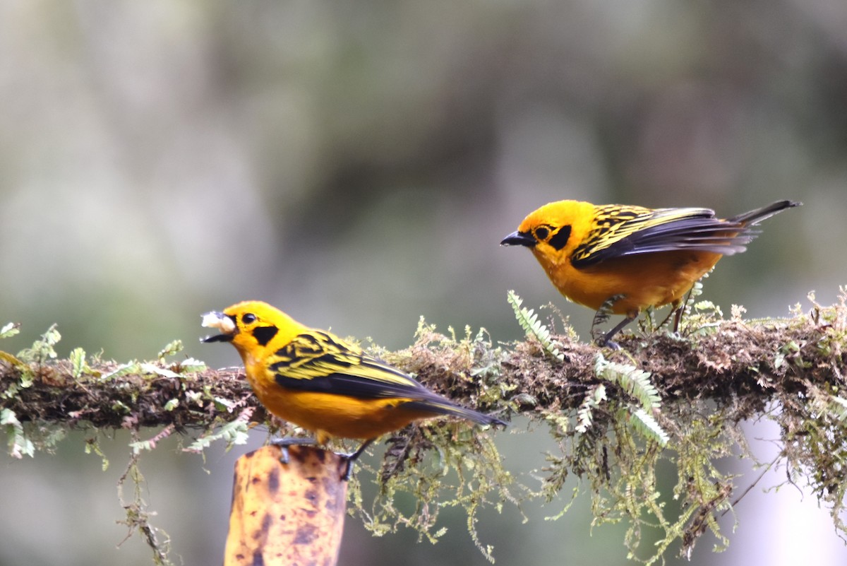 Golden Tanager - irina shulgina