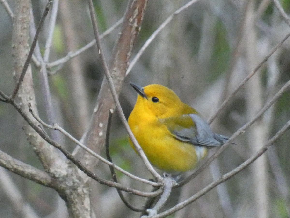 Prothonotary Warbler - Michael Meves
