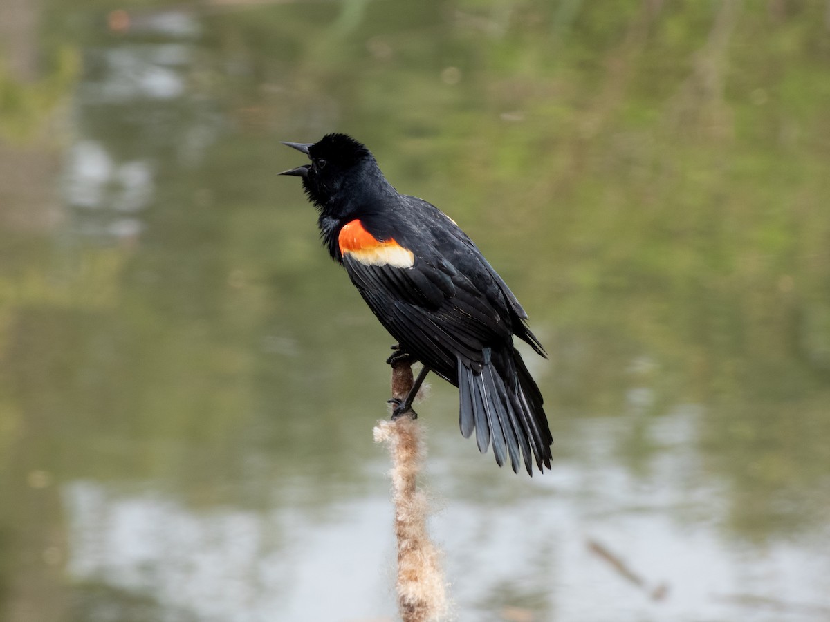 Red-winged Blackbird - Jayme Boucher