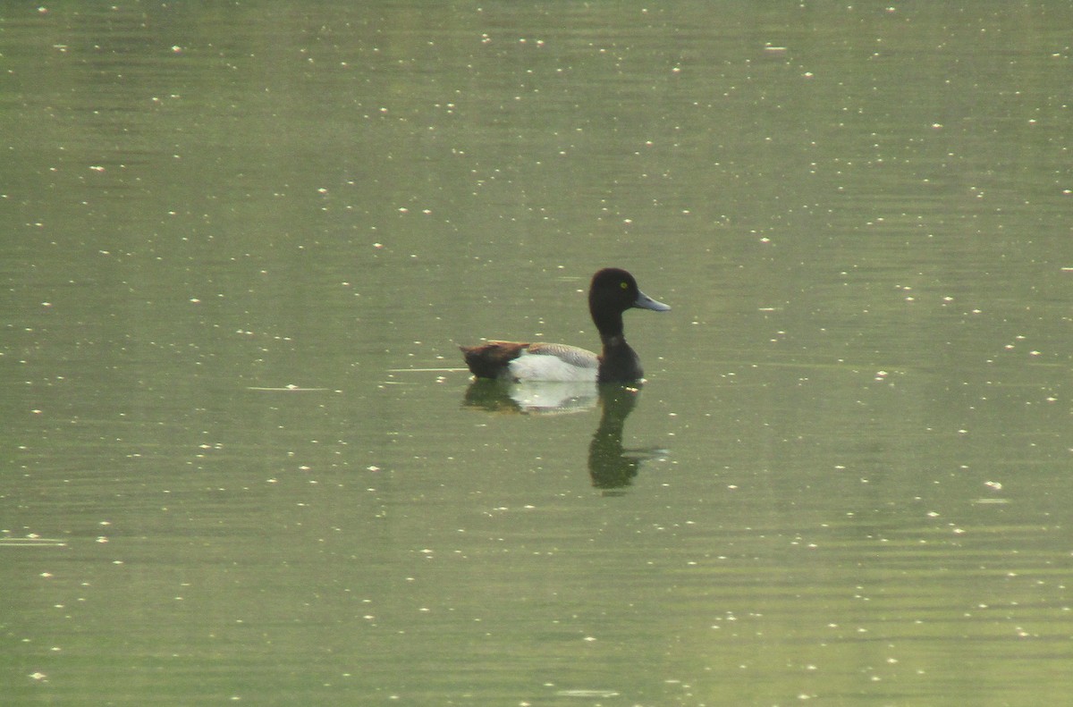 Lesser Scaup - ML619154108