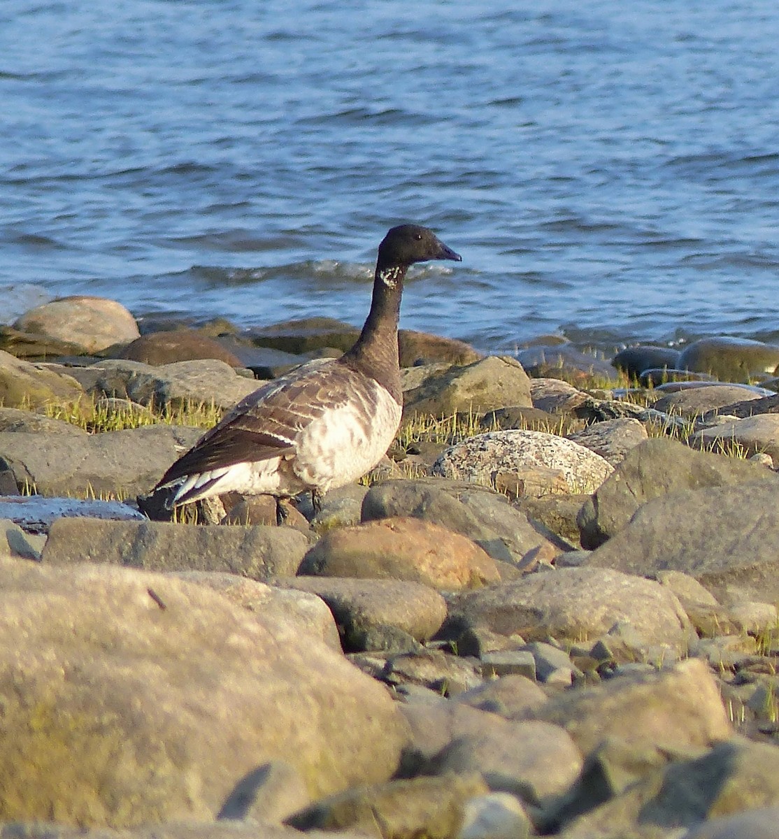 Brant - ML619154117