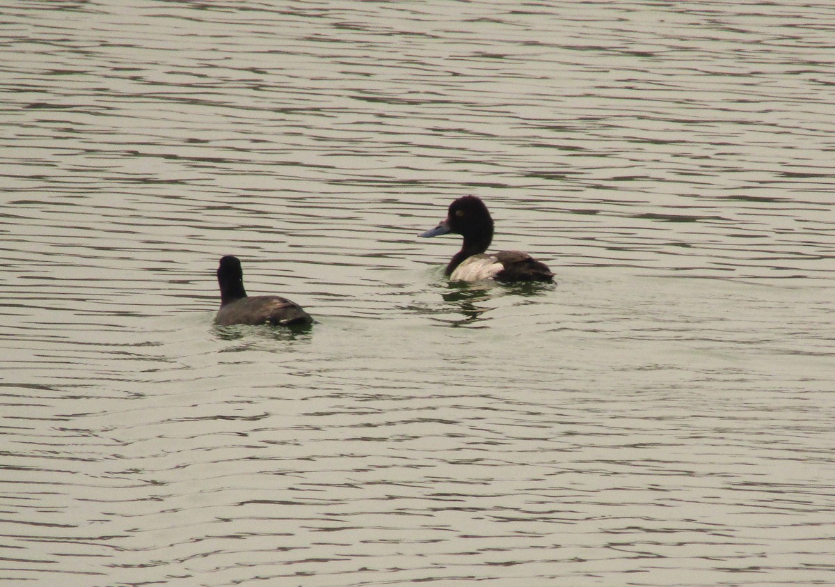 Lesser Scaup - ML619154121