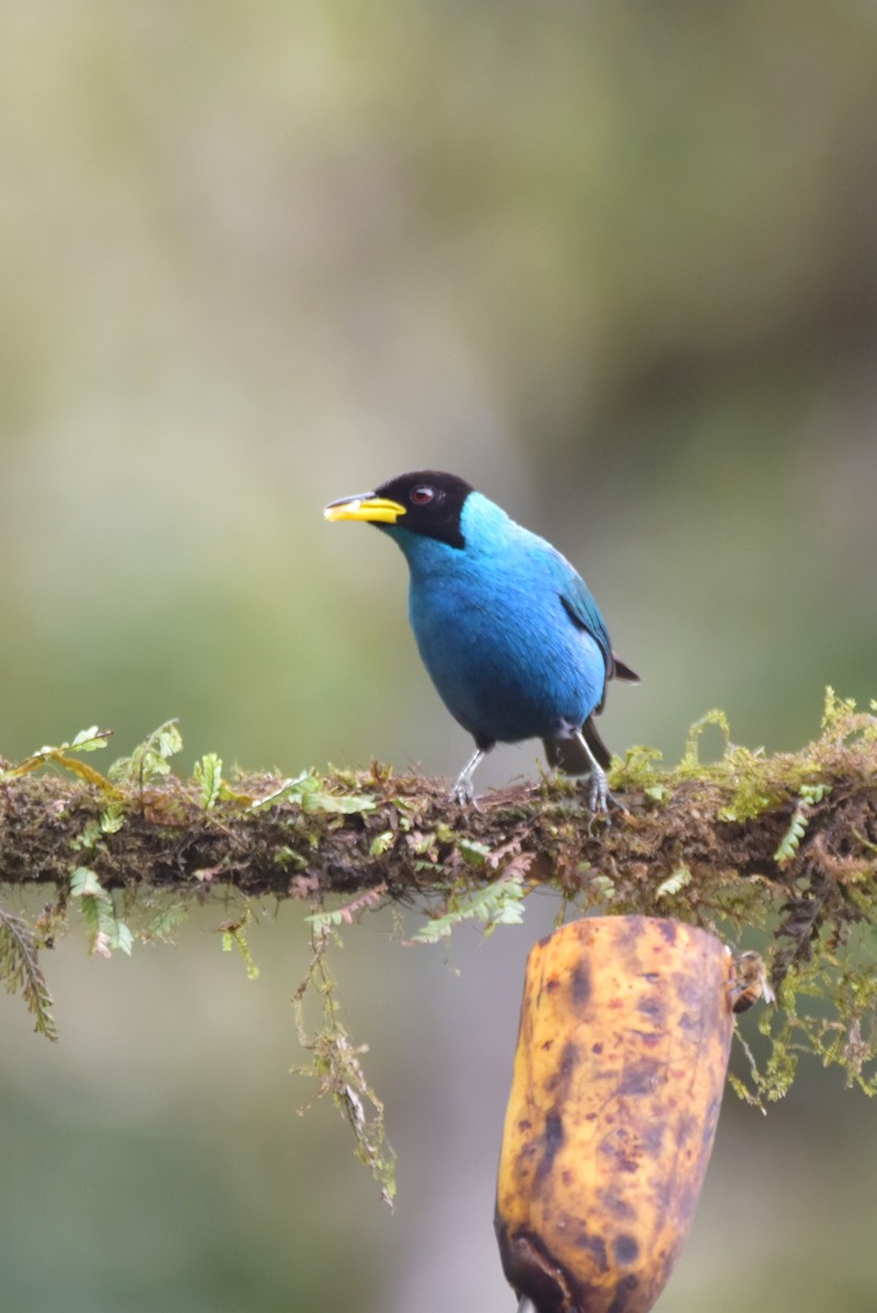 Green Honeycreeper - irina shulgina