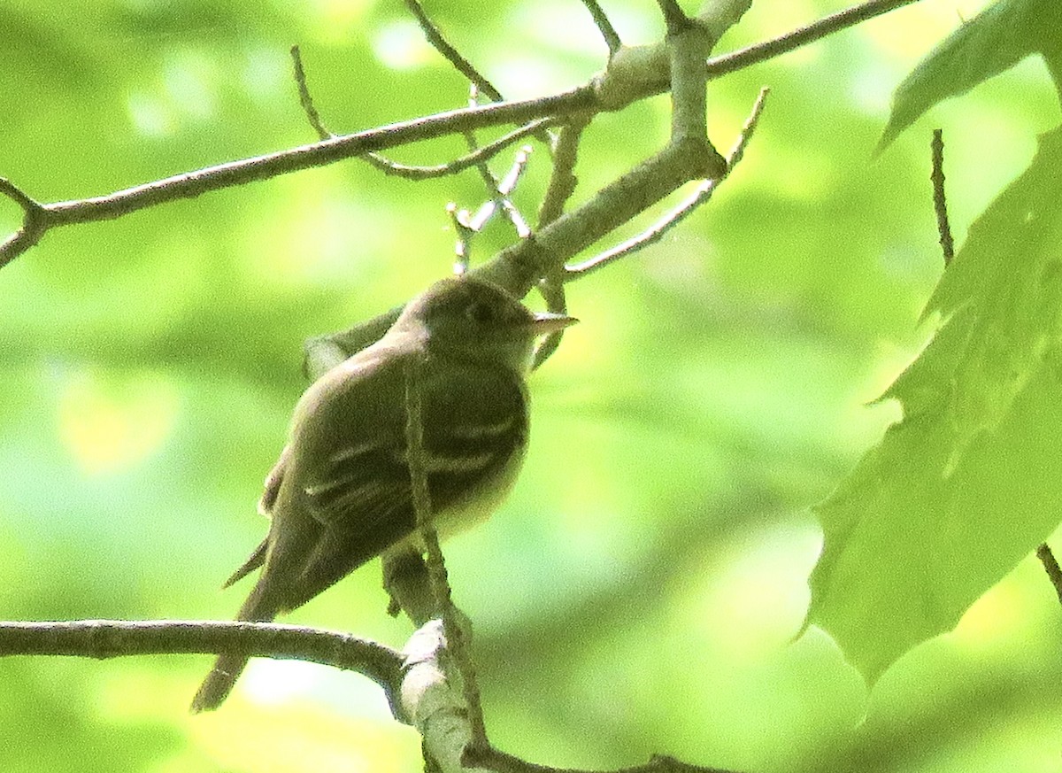 Acadian Flycatcher - ML619154147